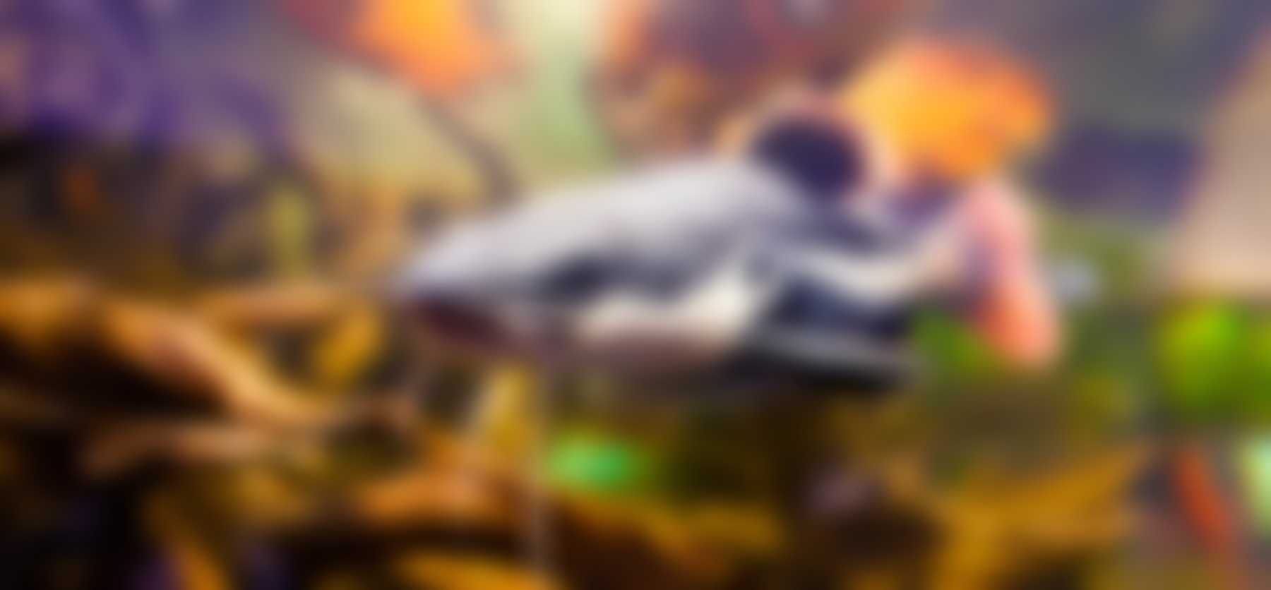 National Catfish Day (June 25th) Days Of The Year