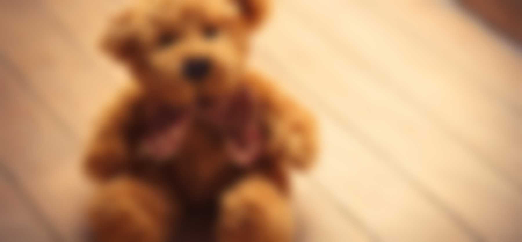 National American Teddy Bear Day (November 14th) Days Of The Year