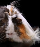 adopt a rescued guinea pig month
