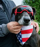 all american pet photo day