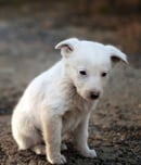 animal cruelty awareness week