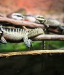An Australian water dragon (Intellagama lesueurii) resting on a branch at the National Aquarium in Napier, New Zealand.