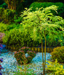Backyard Garden Closeup. Garden Vegetation. Small Young Tree in Focus.