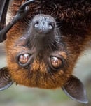 Bat Appreciation Week