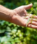 be nice to nettles week