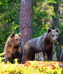 bear necessities month