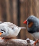 bird day