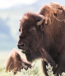 bison ten yell day