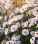 Perennial Gardening Month