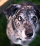 Adopt A Senior Pet Month