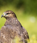 buzzard day