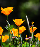 california poppy day