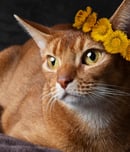 Cat World Domination Day