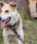 Celebrate Shelter Pets Day