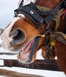 Celebration of the Horse Day
