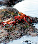 champion crab races day