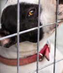 Change a Pet’s Life Day