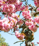 cherry blossom festival