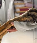 National Animal Shelter Appreciation Week