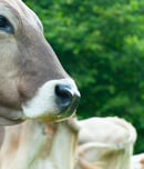 cow's ball