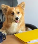 National Work Like A Dog Day