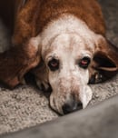 dog anxiety awareness week