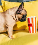 dog film festival