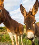 donkey week