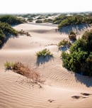 Desert dunes with waves