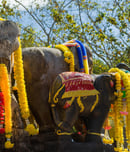 elephant round up in surin