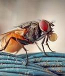 fight the filthy fly month