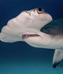 fintastic friday