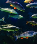 fish amnesty day