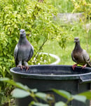 garden wildlife week