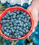 georgia blueberry month