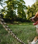 have a heart for chained dogs week