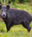 hog out month