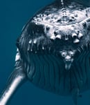 humpback whale month