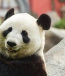 National Panda Day