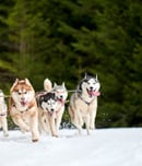iditarod trail sled dog race