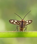 insect week