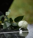 International Awareness Day for Avoidable Deaths (IAD4AD)