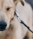 International Blind Dog Day