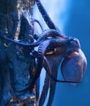 International Cephalopod Awareness Days