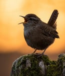 international dawn chorus day