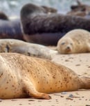 international day of the seal
