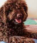 international doodle dog day