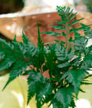 international ragweed day
