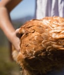 International Respect for Chickens Day