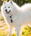 International Samoyed Day